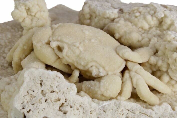 Fossil Crab (Potamon) Preserved in Travertine - Turkey #351024